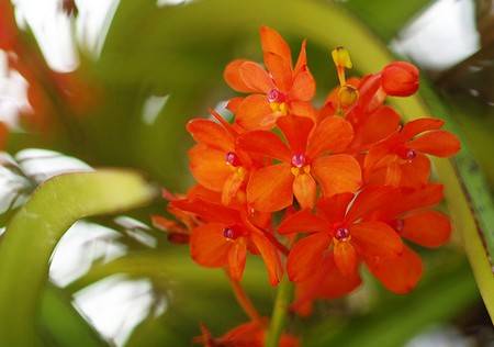 ascocentrum