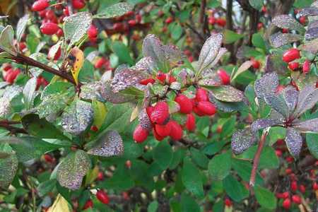 berberis_vulgaris