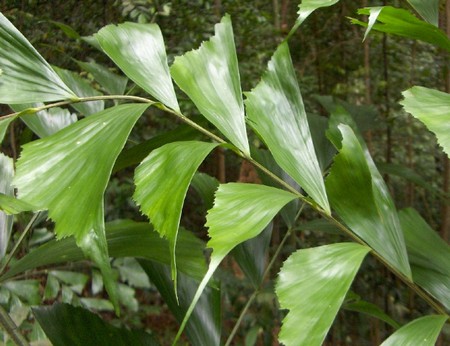 caryota mitis