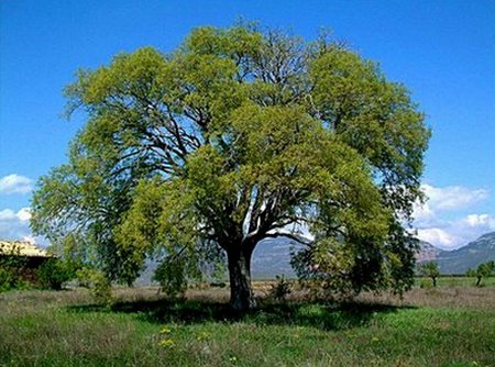 Piante monumentali: il Bagolaro