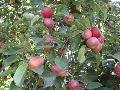 Il melo e la sua coltivazione