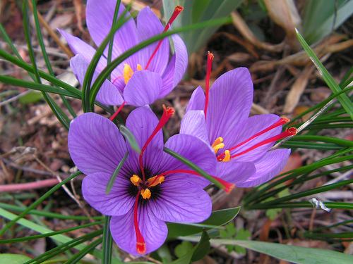 crocus zafferano