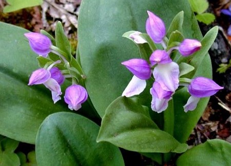 L'Orchidea galearis