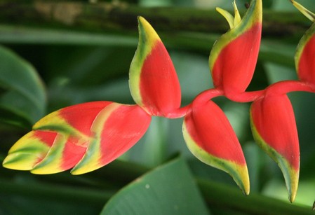 heliconia rostrata