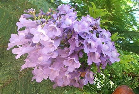 jacaranda mimosifolia