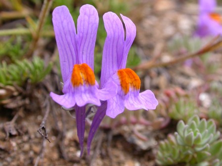 linaria alpina