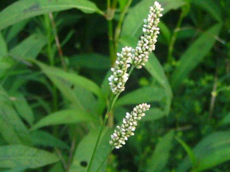 polygonum