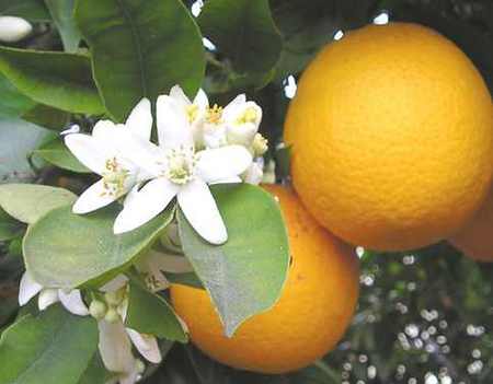 Citrus Aurantium