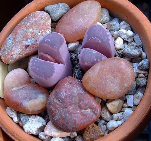 Lithops