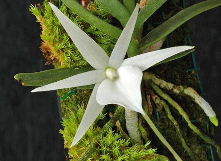 angraecum