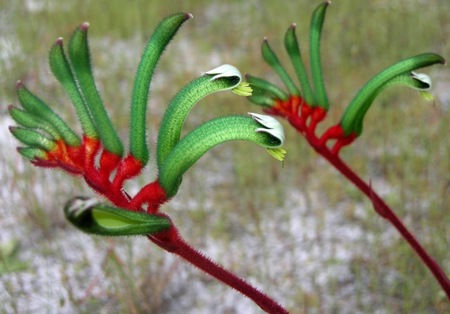 anigozanthos