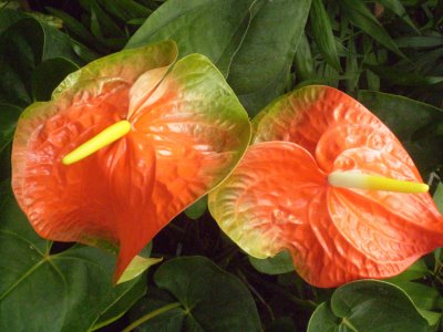 anthurium natale