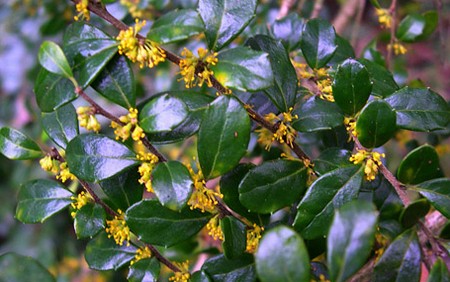 azara microphylla