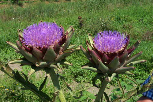 carciofo tintura madre