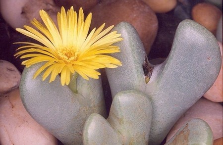 conophytum