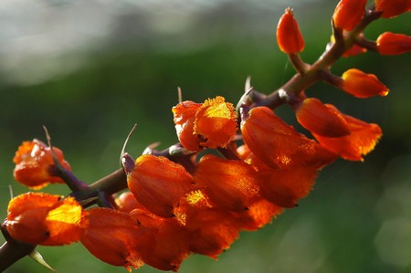 Piante con fiori rossi: l'Elleanthus