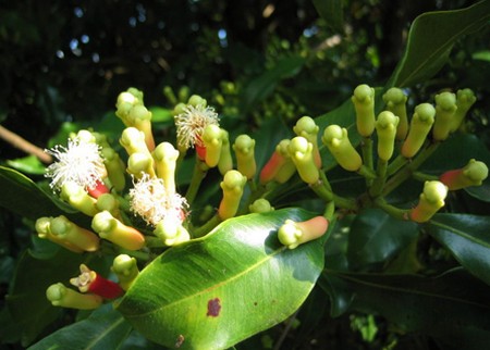 eugenia caryphollyata