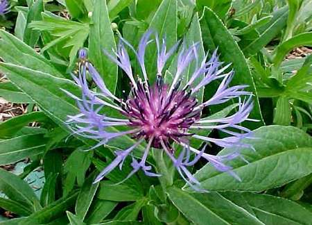 fiordaliso di montagna