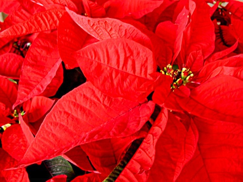 immagini poinsettia