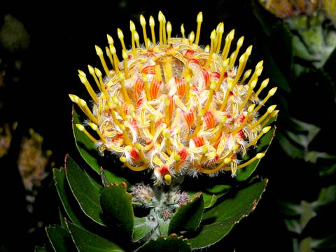 leucospermum