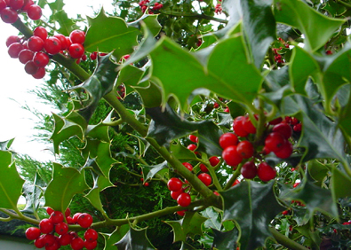 lholly fiori di bach