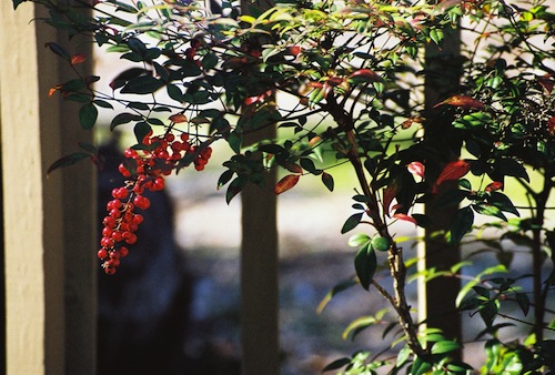 Heavenly bamboo (Nandina domestica)