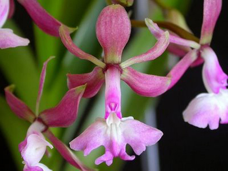 L’orchidea Epidendrum