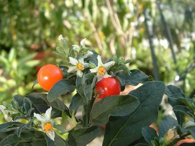 peperoncino ornamentale