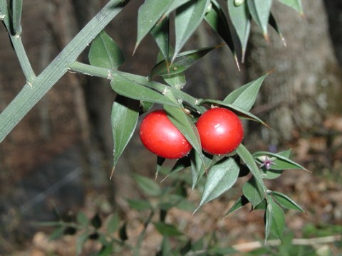 Pungitopo Decorazioni Natalizie.Piante Di Natale Agrifoglio Vischio E Pungitopo Pollicegreen