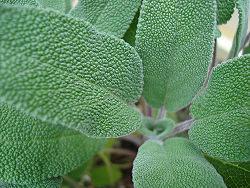 salvia tisana