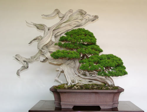 università del bonsai