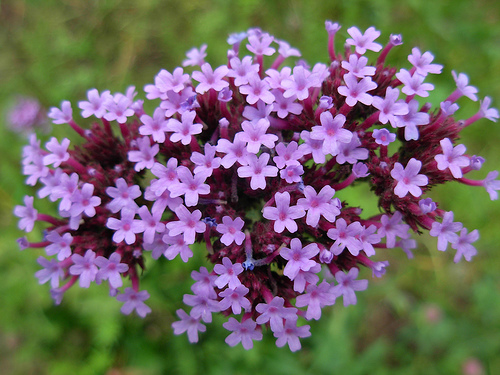 verbena fiore di bach