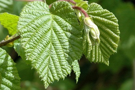 Corylus avellana