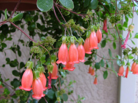 Kalanchoe manginii