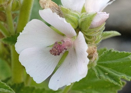 althea officinalis