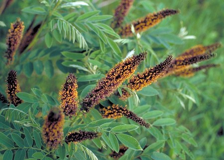 Piante ornamentali: l'Amorpha fruticosa