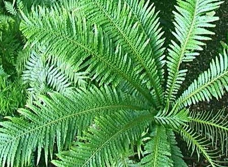 blechnum gibbum