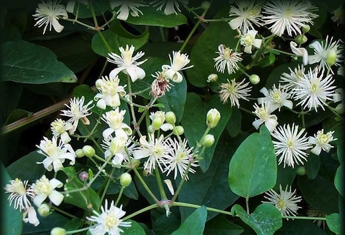 clematis_vitalba