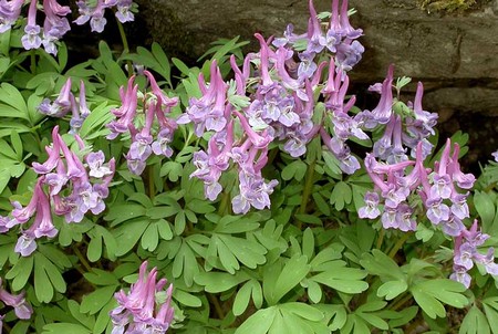 corydalis