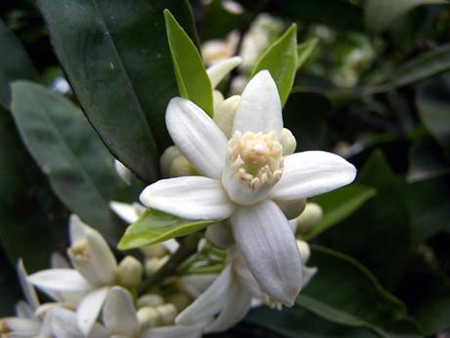 fiori d’arancio