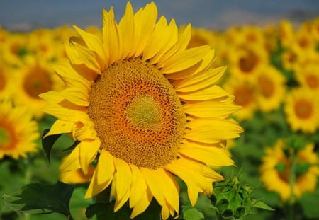 girasole