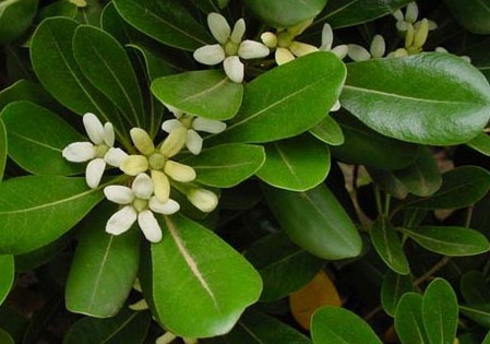 pittosporum tobira