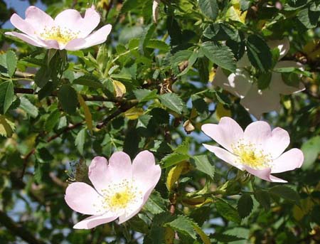 rosa canina