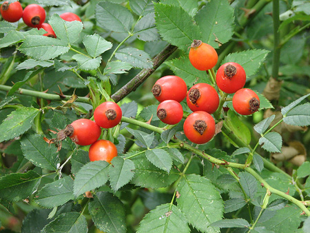 rosa canina