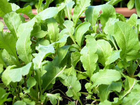 seminare rucola