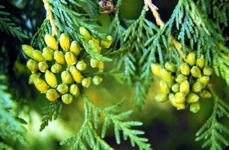 thuja occidentalis