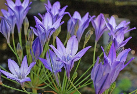 triteleia laxa