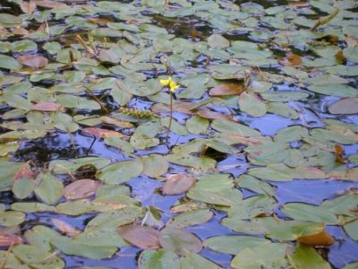 utricularia-vulgaris