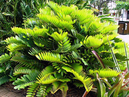 zamia furfuracea