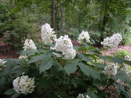 Hydrangea_quercifolia